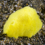 Lamellaria sp. D